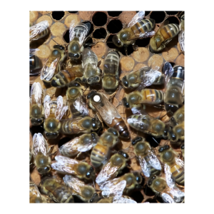 Pure-Bred Russian Queen Bee (Marked)