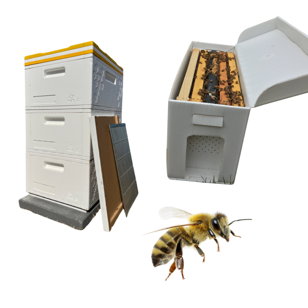Beekeeping setup featuring a full hive stack, nucleus hive box with bees, and a honeybee, representing equipment used to start and manage a bee colony.